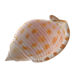 shell_1.png